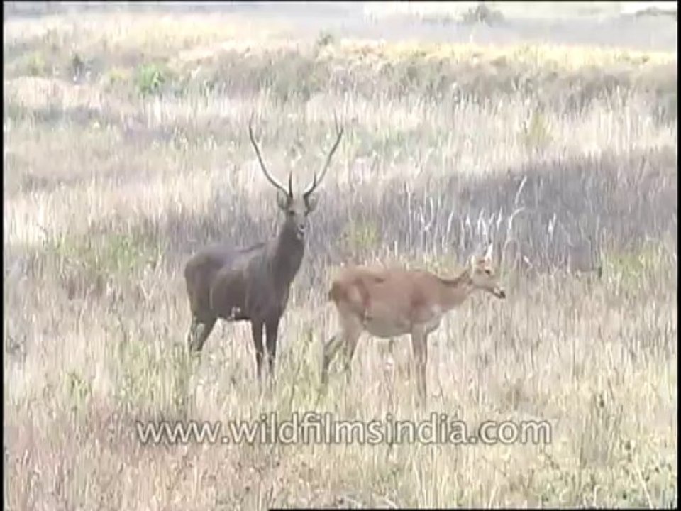 Wildlife-Barasingha-DVD-82-4