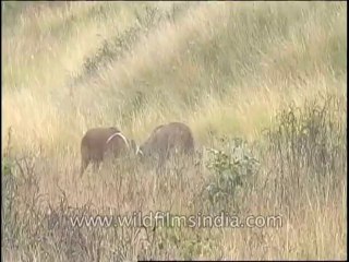 Wildlife-Barasingha-DVD-82-8