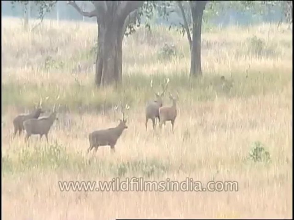 Wildlife-Barasingha-DVD-82-9