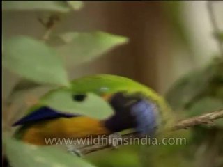 Wildlife-Birds-23-6