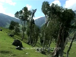 DVD-73-flora-trees-3-1