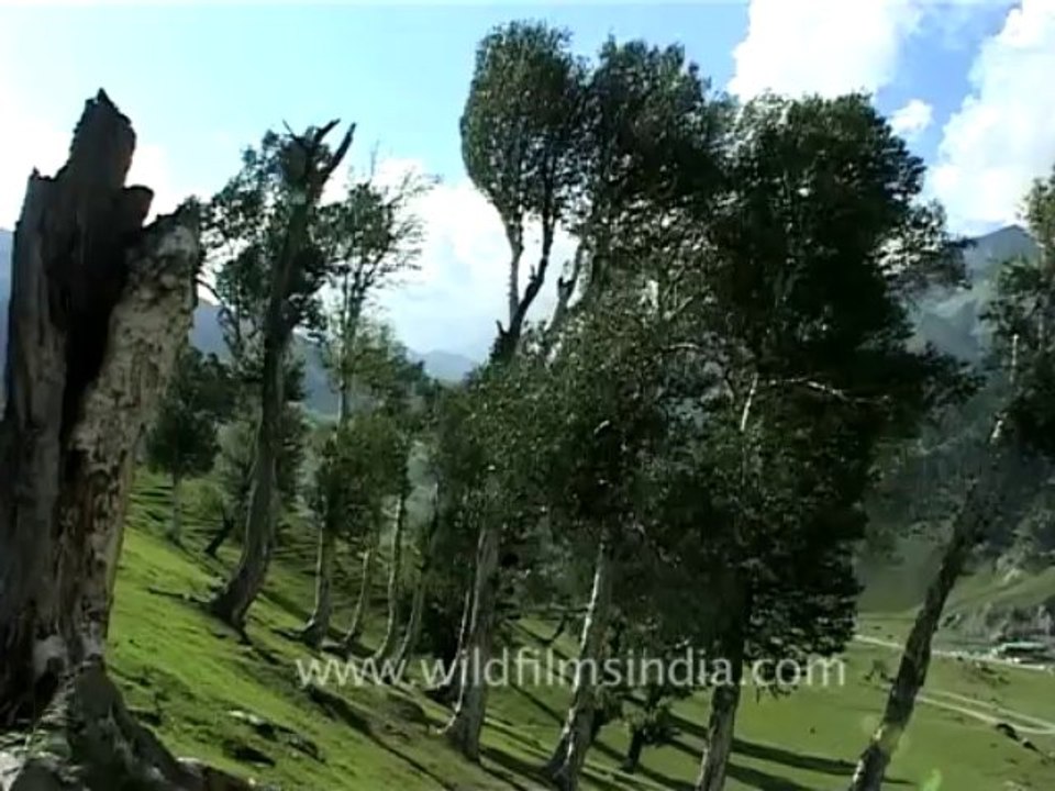 DVD-73-flora-trees-3-3