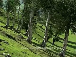 DVD-73-flora-trees-3-4