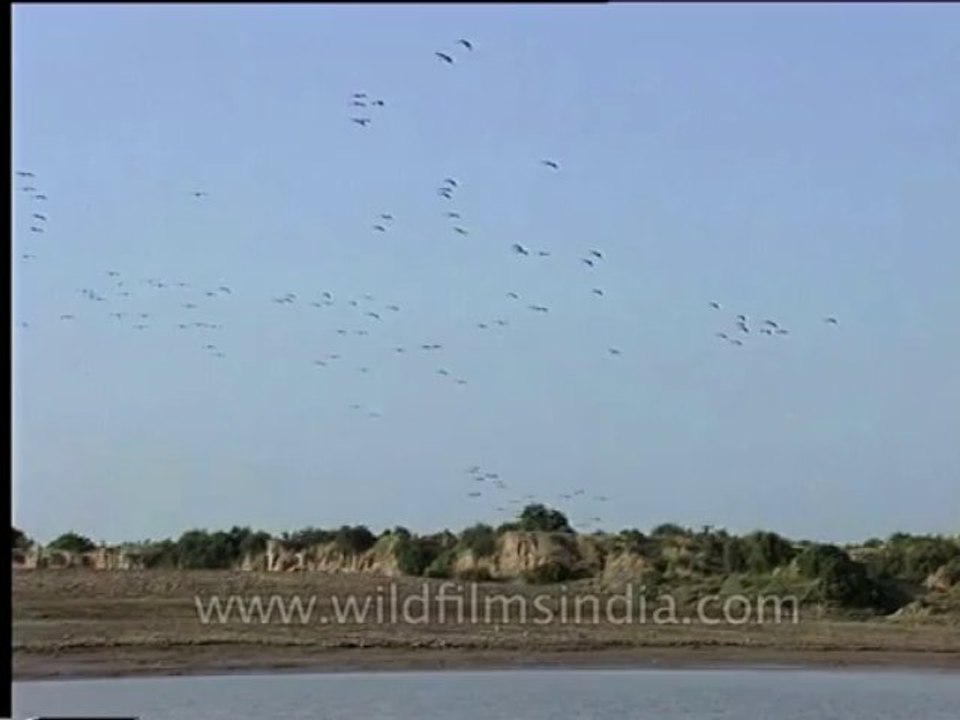 Wildlife-Birds-27-4