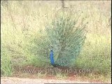Wildlife-Birds-Peafowl-DVD-82-1