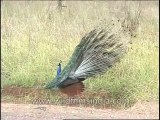 Wildlife-Birds-Peafowl-DVD-82-2