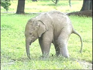 Wildlife-Elephants-DVD-81-1