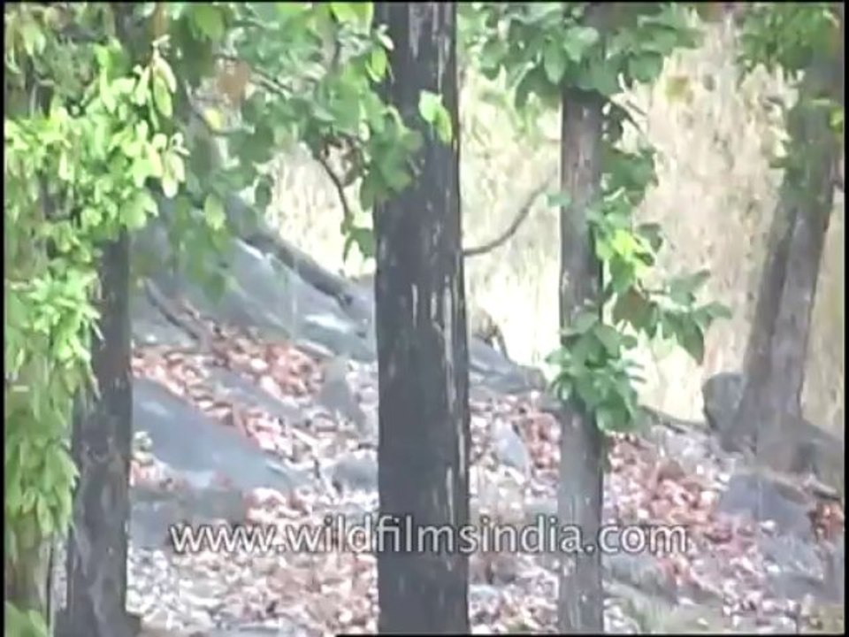 Wildlife-Tiger-DVD-82-1