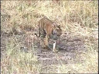 Wildlife-Tiger-DVD-82-10