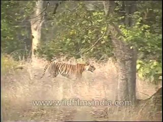 Wildlife-Tiger-DVD-82-12