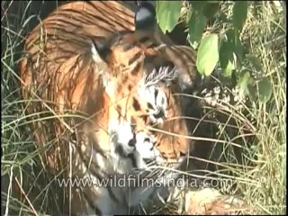Wildlife-Tiger-DVD-82-3