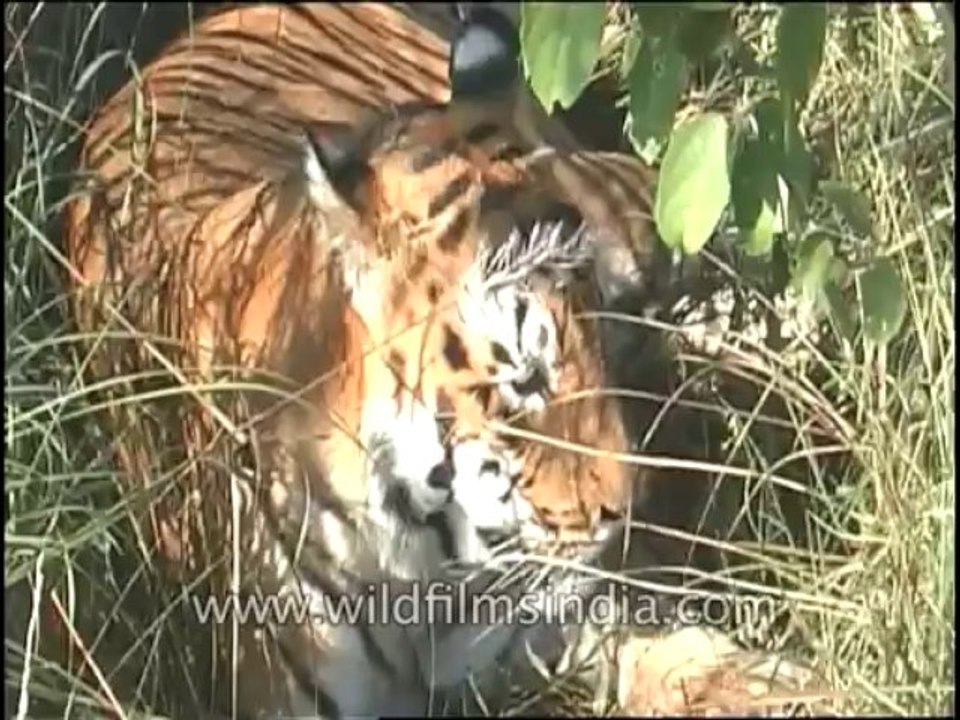 Wildlife-Tiger-DVD-82-3