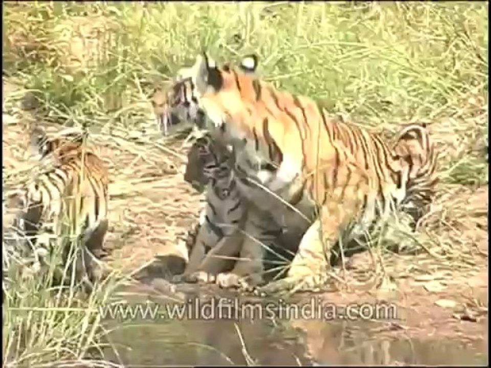 Wildlife-Tiger-DVD-82-5