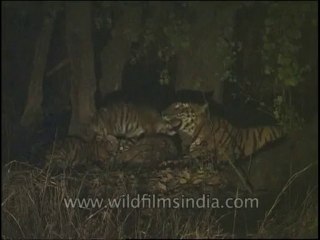 Wildlife-Tiger-DVD-82-6