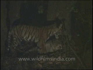 Wildlife-Tiger-DVD-82-9