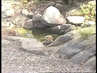 Wildlife-tiger-dvd-97-5