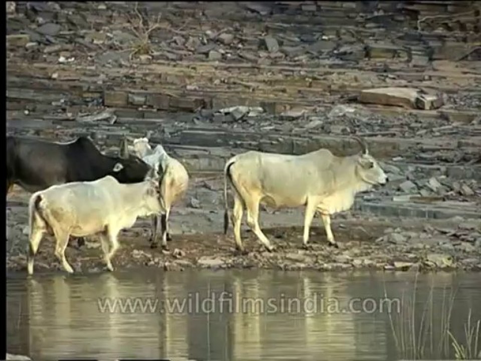 Wildlife-Wildboar-cows-4