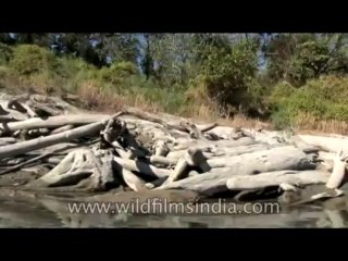 Arunachal-River-DVD-127-9