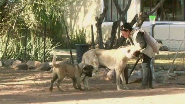 Contre les guépards, la Namibie redécouvre le chien de berger
