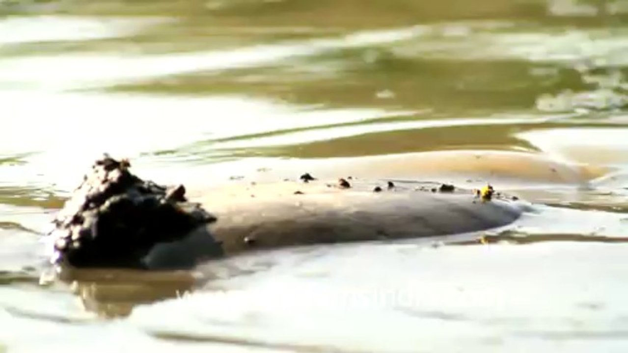 Bharatpur-10