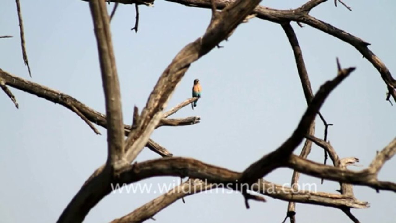 Bharatpur-2