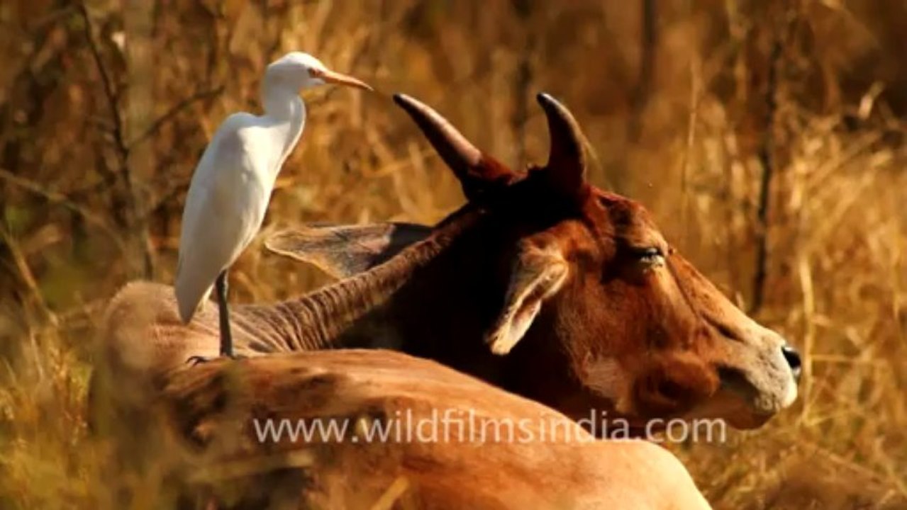 Bharatpur-3