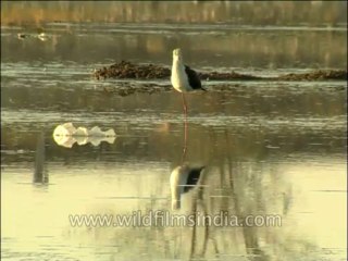 Birds-Blackwingedstilt-Dvd-141-1