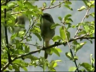 Birds-chat-dvd-148-1