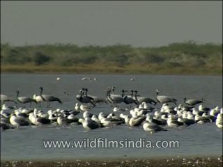 Birds-Demoiselle crane-DVD-140-2