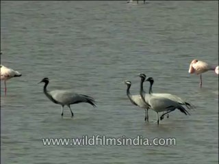 Birds-Demoiselle crane-flamingo-DVD-140-1