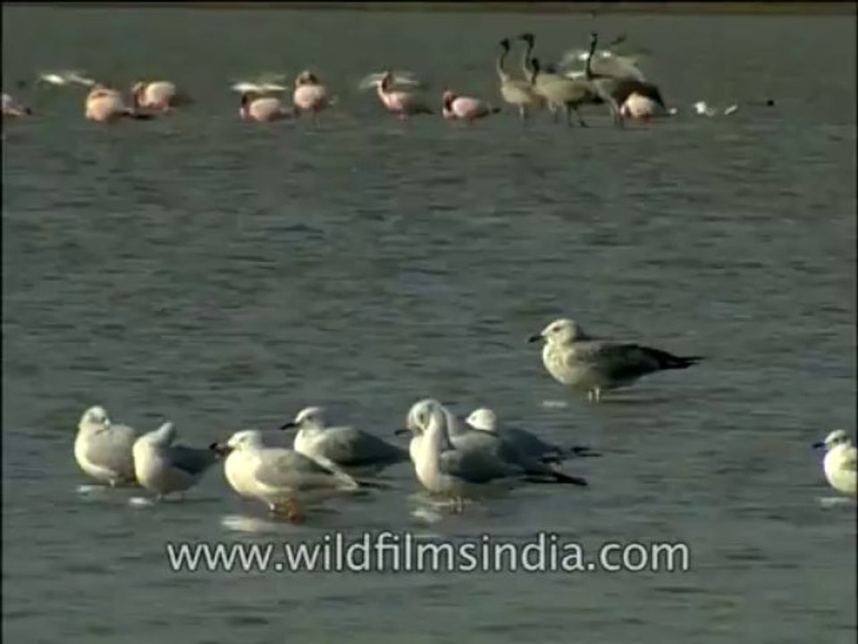 Birds-DVD-140-9