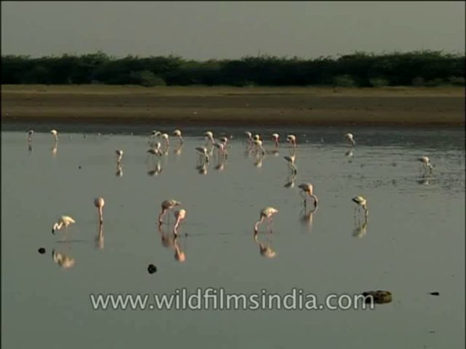 Birds-Flamingo-DVD-140-2