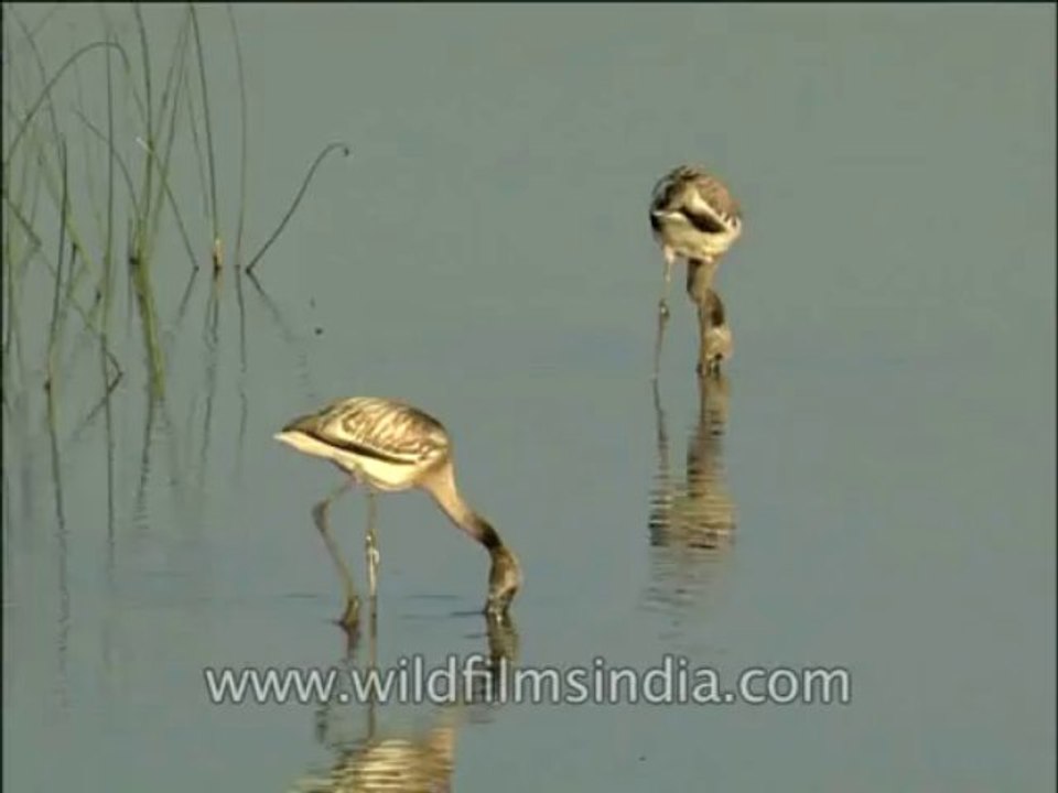 Birds-Flamingo-DVD-140-4