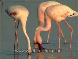 Birds-Flamingo-DVD-140-5