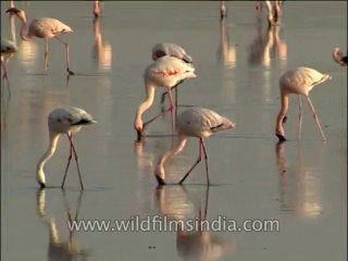 Birds-Flamingo-DVD-140-7