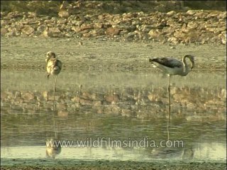 Birds-Flamingo-Dvd-141-1