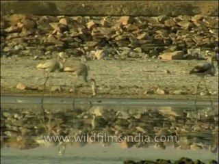 Birds-Flamingo-Dvd-141-3