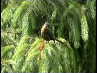 Birds-id-dvd-148-2