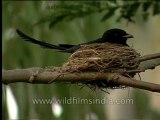 Birds-Misc-dvd-85-1