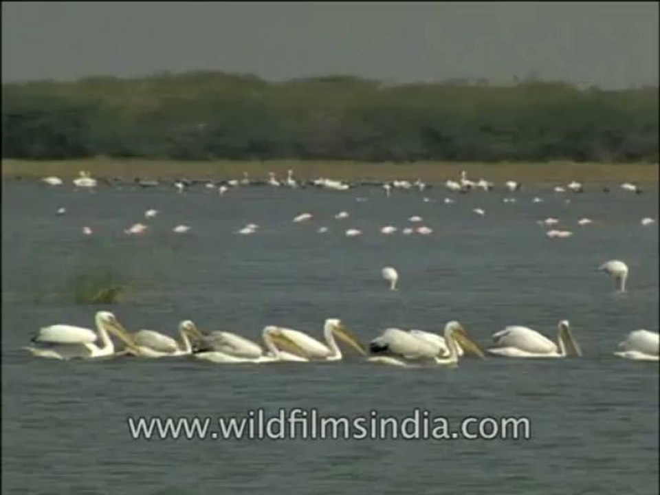 Birds-Pelican-DVD-140-3