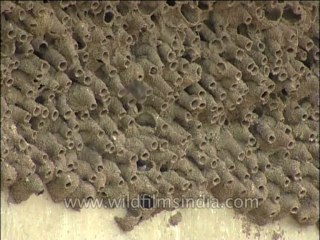 Birds-Swift-Dvd-136-1