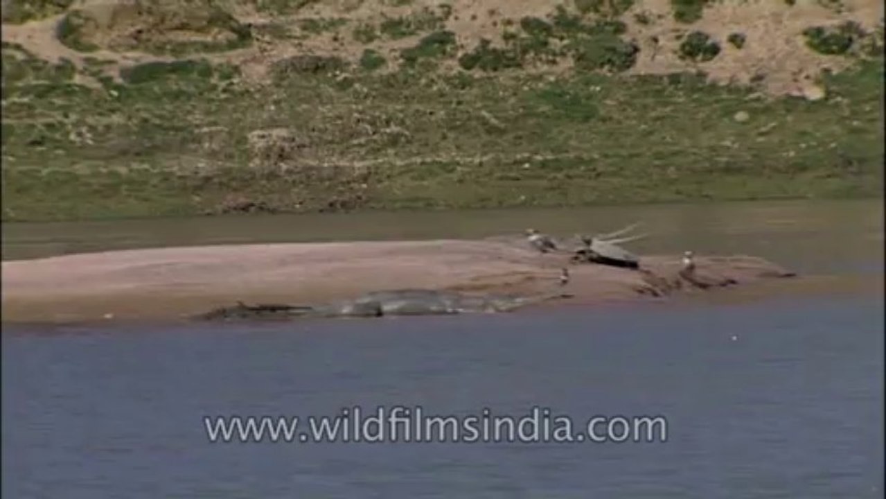 Chambal-hdv-tape-4-10