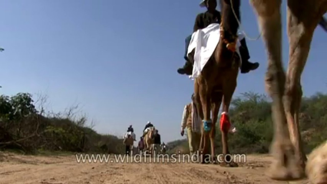 Chambal-hdv-tape-7-16