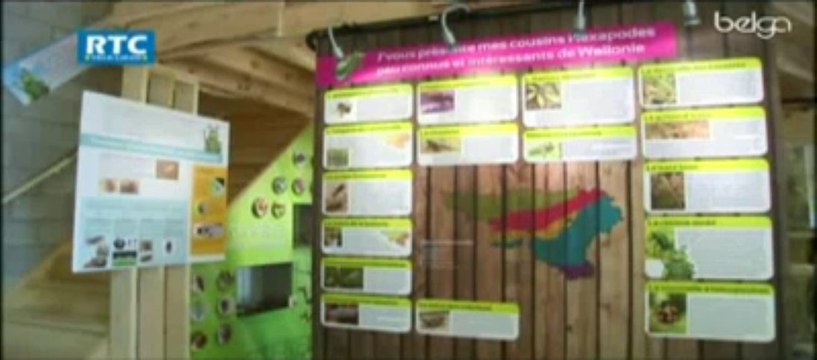 Les insectes sont nos amis, il faut les aimer aussi...