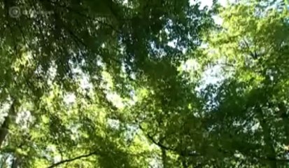 La Forêt de Soignes, au patrimoine mondial de l'UNESCO ?