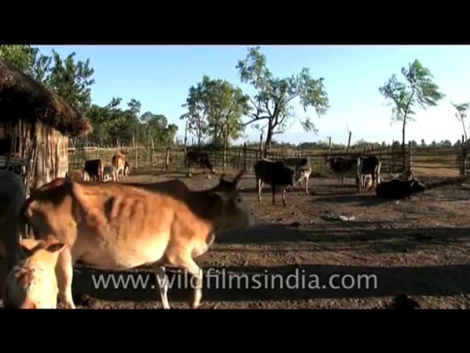 Cows-DVD-127-2