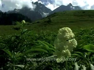 DVD-73-flora-trees-3-5