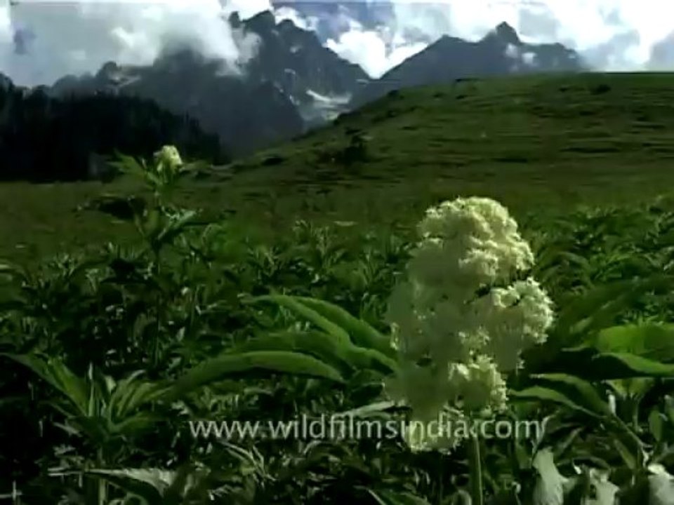 DVD-73-flora-trees-3-5