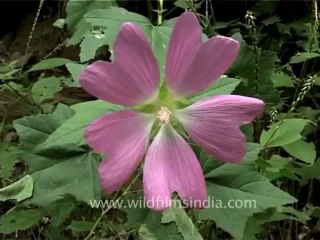 DVD-73-flora-trees-3-8