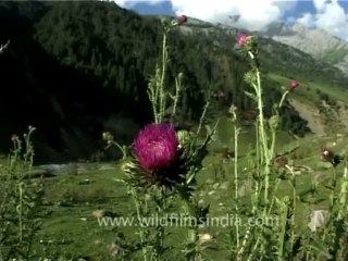 DVD-73-flora-wildflowers-8-1